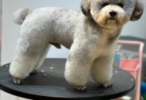 Khoá học spa thú cưng tại nhà