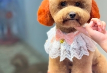 Giá dịch vụ spa cho chó bao nhiêu tiền?