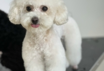 GROOMING - CẮT TỈA LÔNG