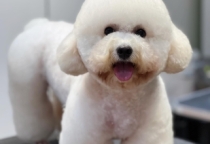 PHỐI GIỐNG THÚ CƯNG