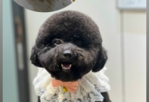 LƯU GIỮ THÚ CƯNG