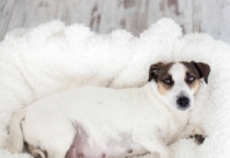 Chăm sóc chó mang bầu