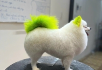 Cạo lông bàn chân, lông bụng, hậu môn