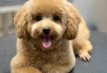 PHỤ KIỆN THÚ CƯNG