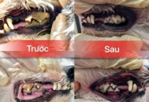 CẠO VÔI RĂNG THÚ CƯNG