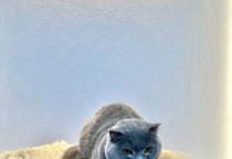 Giữ thú cưng tại Thành phố Hồ Chí Minh (TP.HCM)