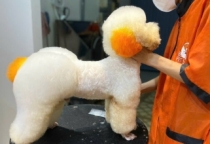 Spa và grooming thú cưng gần đây