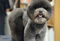 DỊCH VỤ CẮT TỈA LÔNG 