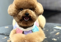 Đào tạo học viên grooming Dịch vụ tắm, spa, cạo cắt tỉa lông dành cho Thú Cưng tại Bình Dương