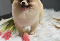 DỊCH VỤ GROOMING : CHĂM SÓC TOÀN DIỆN THÚ CƯNG