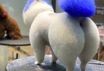 DỊCH VỤ NHUỘM LÔNG