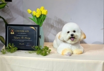 Spa thú cưng ở Bình Dương