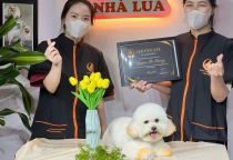 Chăm sóc thú cưng ở bình dương tại Thú Cưng Nhà Hai Lúa