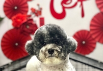 "Gửi thú cưng ở đâu - An tâm đón Tết không lo âu" - Khách sạn thú cưng Nhà Lúa có gì? Bật mí ngay cho sen kèm ưu đãi 