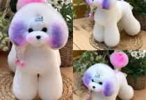 Dịch Vụ Cắt Tỉa Lông Chó Mèo Tại Shop Thú Cưng Hai Lúa – Bình Dương