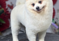 5 Lý Do Nên Cắt Tỉa Lông Định Kỳ Cho Thú Cưng – Bí Quyết Giữ Bé Luôn Xinh & Khỏe