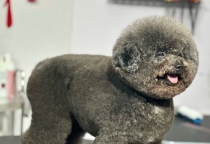 Thú Cưng Nhà Lúa – Thiên Đường Dành Cho Bé Cưng Tại Thuận An, Bình Dương