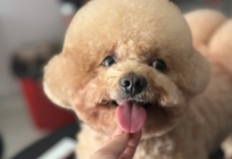 Thú Cưng Nhà Lúa Tuyển Sinh Khóa Học Level C Tháng 7/2025 – Ưu Đãi Giảm 3 Triệu Đồng