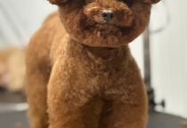 Cắt Tỉa Mặt Hàn Quốc – Bé Cưng Xinh Chuẩn Idol Tại Thú Cưng Nhà Lúa