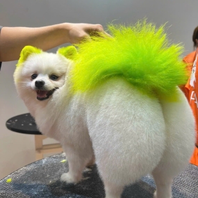 Nhuộm lông cho chó