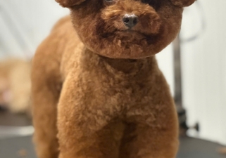 Cắt Tỉa Mặt Hàn Quốc – Bé Cưng Xinh Chuẩn Idol Tại Thú Cưng Nhà Lúa