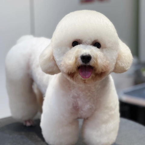 Nhuộm lông cho chó