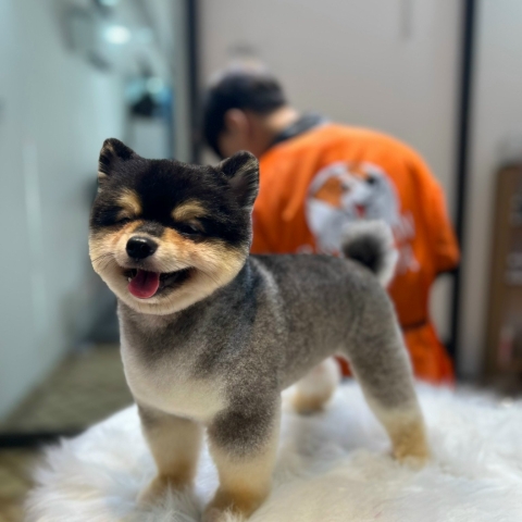 Nhuộm lông cho chó