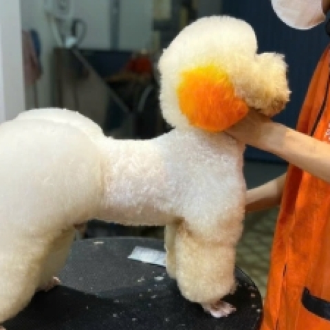 Nhuộm lông cho chó