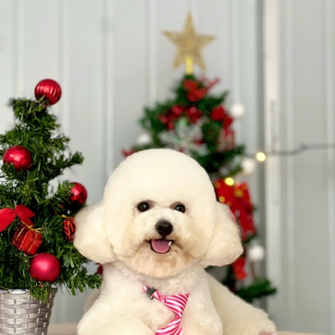 CÁC BÉ THÚ CƯNG NHÀ LÚA