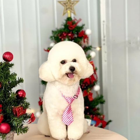 CÁC BÉ THÚ CƯNG NHÀ LÚA