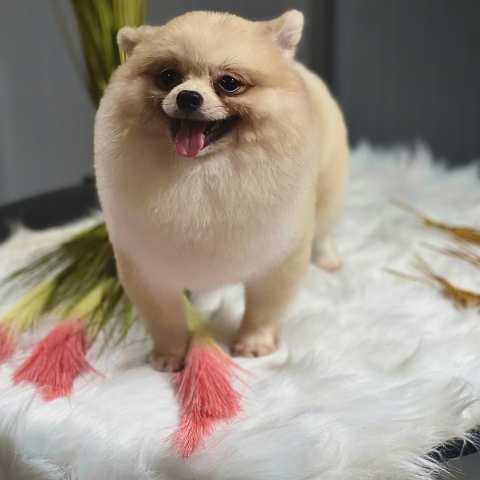 CÁC BÉ THÚ CƯNG NHÀ LÚA