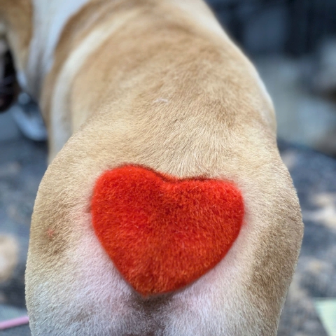 CÁC BÉ THÚ CƯNG NHÀ LÚA