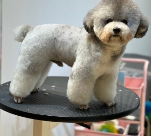 Khoá học spa thú cưng tại nhà